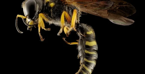 quelles differences entre guepe abeille