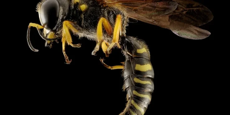 quelles differences entre guepe abeille